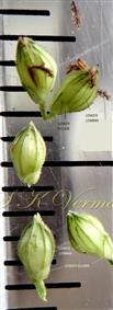  Spikelets
